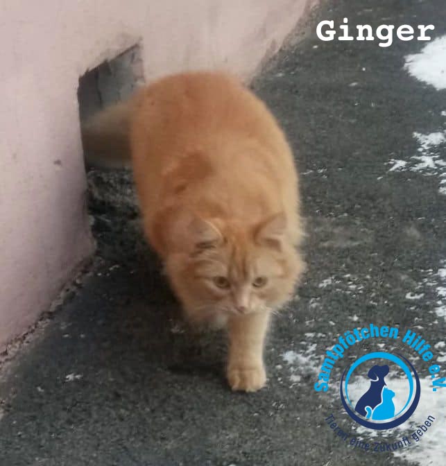 Olga/Katzen/Ginger/Ginger1 Kopie.jpg